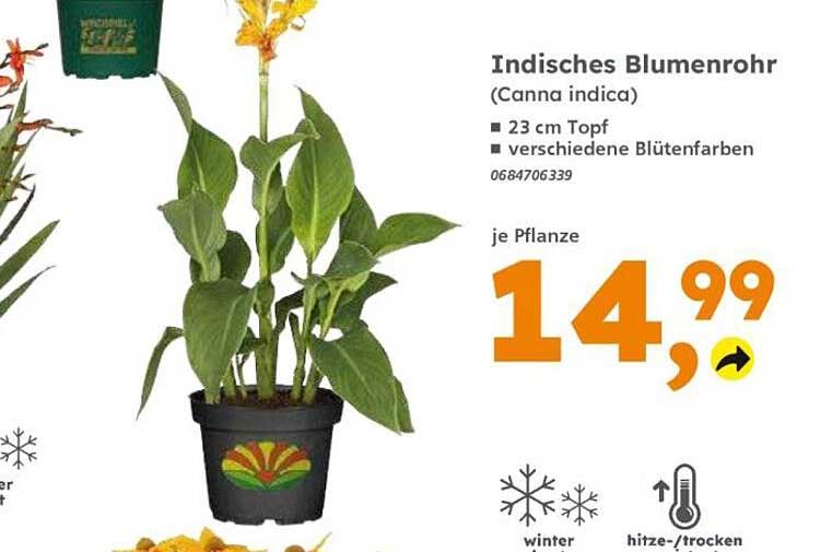 Indisches Blumenrohr