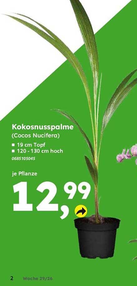 Kokospalme (Cocos Nucifera)