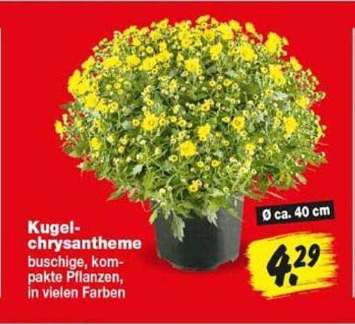 Kugel-chrysantheme buschige, kompakte Pflanzen, in vielen Farben