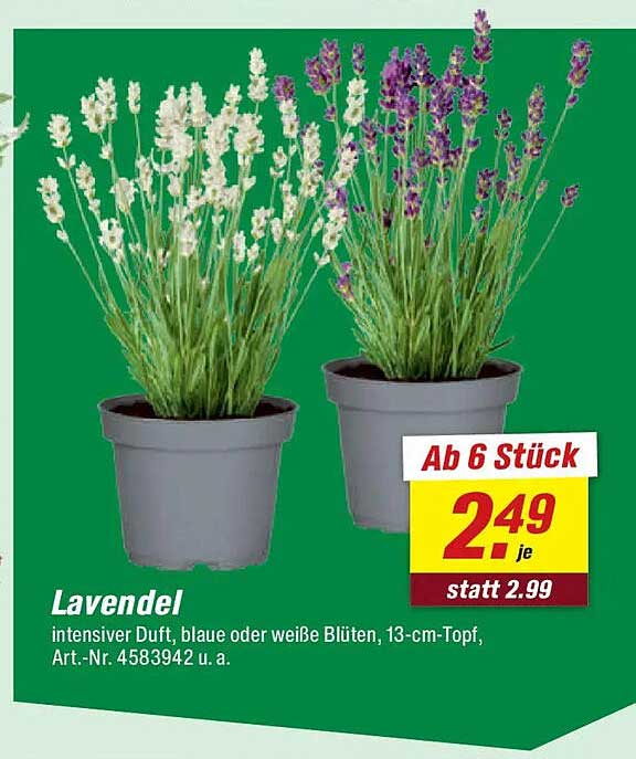 Lavendel