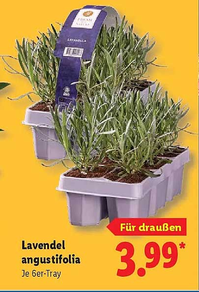 Lavendel angustifolia