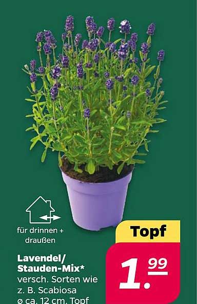Lavendel/ Stauden-Mix* versch. Sorten wie z. B. Scabiosa o.ä. ca. 12 cm. Topf