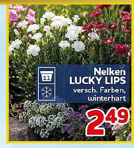 Nelken LUCKY LIPS versch. Farben, winterhart