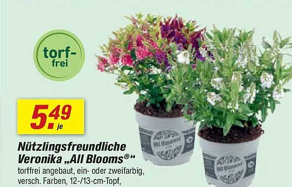 Nützlingsfreundliche Veronika „All Blooms“