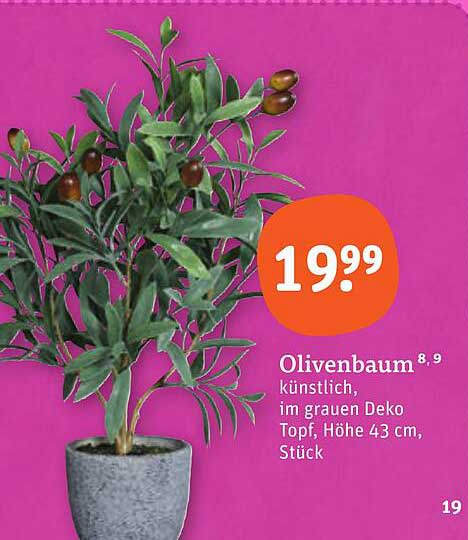 Olivenbaum