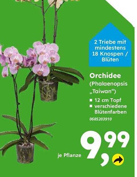 Orchidee (Phalaenopsis „Taiwan“)