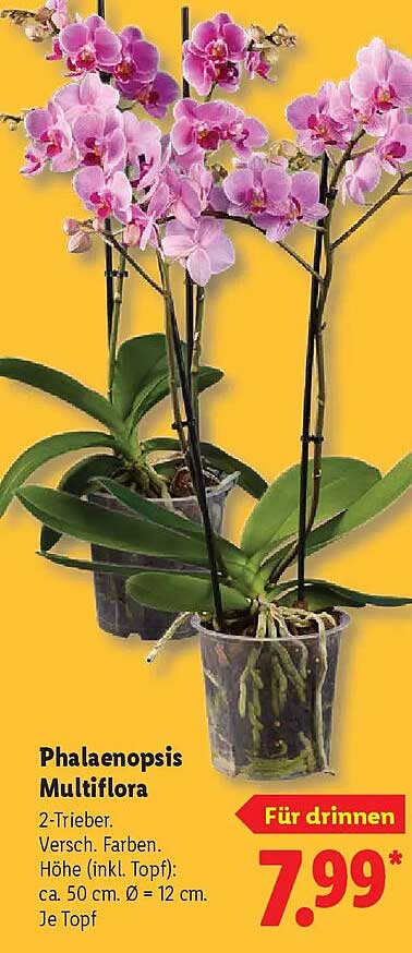 Phalaenopsis Multiflora