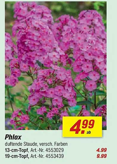 Phlox