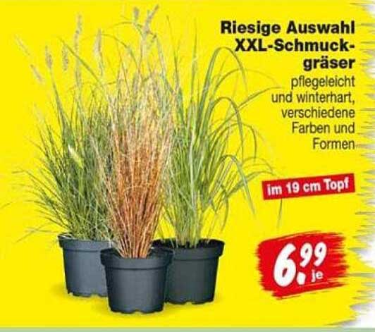 Riesige Auswahl XXL-Schmuckgräser