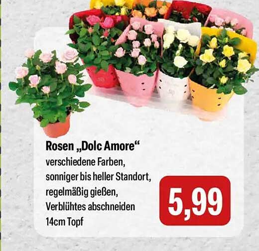 Rosen „Dolc Amore“