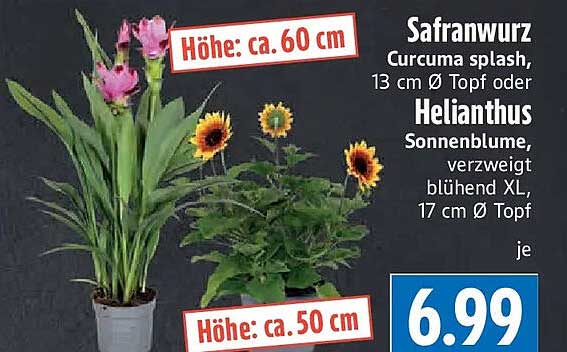 Safranwurz Curcuma splash, 13 cm Ø Topf oder Helianthus Sonnenblume, verzweigt blühend XL, 17 cm Ø Topf