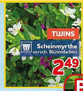 Scheinnmyrthe versch. Blütenfarben