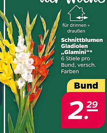 Schnittblumen Gladiolen „Glamini“* 6 Stiele pro Bund, versch. Farben