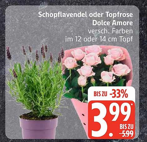 Schopflavendel oder Topfrose Dolce Amore versch. Farben im 12 oder 14 cm Topf