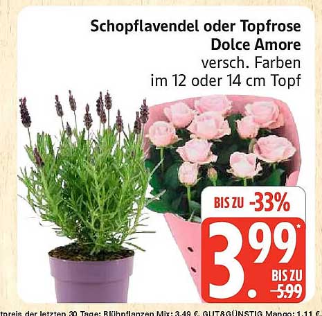 Schopflavendel oder Topfrose Dolce Amore versch. Farben im 12 oder 14 cm Topf