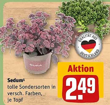 Sedum¹ tolle Sondersorten in versch. Farben, je Topf