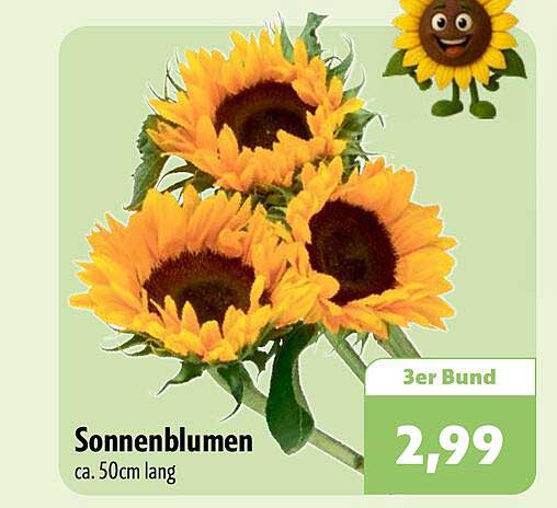 Sonnenblumen ca. 50cm lang 3er Bund