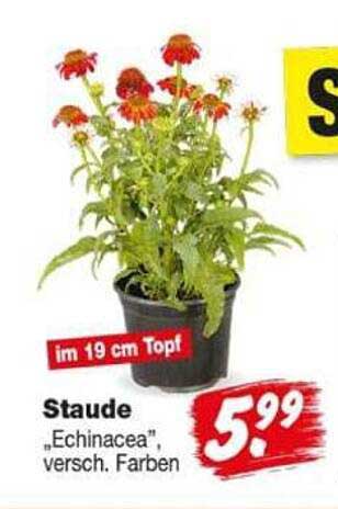Staude „Echinacea“, versch. Farben