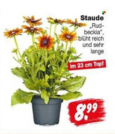 Staude „Rud-beckia“, blüht reich und sehr lange im 23 cm Topf