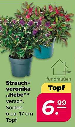 Strauch-veronika „Hebe“* versch. Sorten ø ca. 17 cm Topf