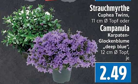 Strauchmyrthe Cuphea Twins, 11 cm Ø Topf oder Campanula Karpaten-Glockenblume „deep blue“, 12 cm Ø Topf, je