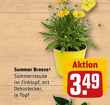 Summer Breeze¹ Sommerstaude im Zinktopf, mit Dekostecker, je Topf