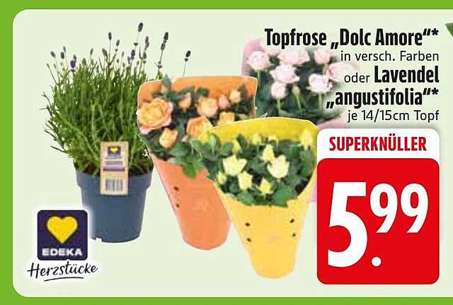 Topfrose „Dolc Amore“** in versch. Farben oder Lavendel „angustifolia“** je 14/15cm Topf