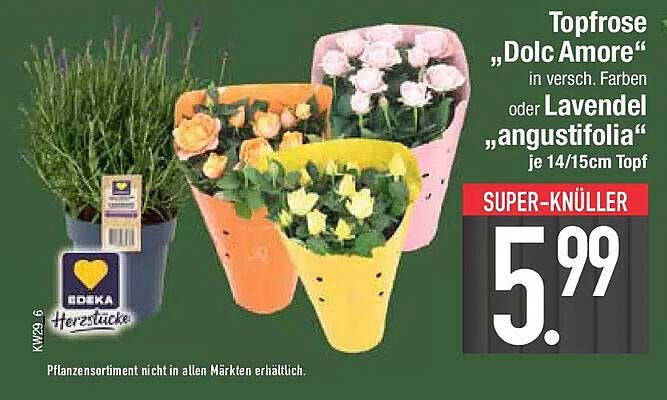 Topfrose „Dolc Amore“ in versch. Farben oder Lavendel „angustifolia“ je 14/15cm Topf