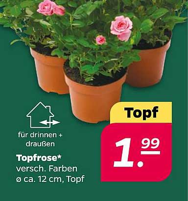 Topfrose* versch. Farben Ø ca. 12 cm, Topf