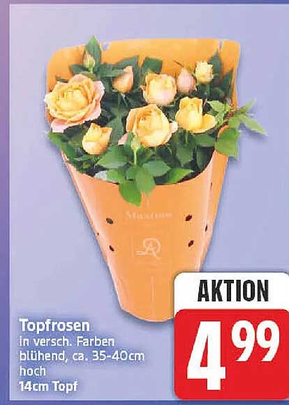 Topfrosen in versch. Farben blühend, ca. 35-40cm hoch 14cm Topf