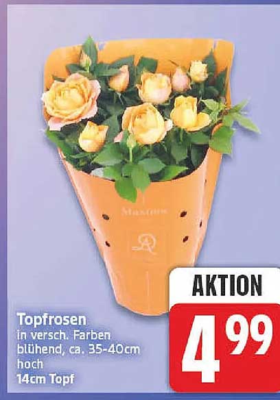 Topfrosen in versch. Farben blühend, ca. 35-40cm hoch 14cm Topf