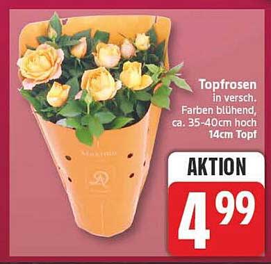 Topfrosen in versch. Farben blühend, ca. 35-40cm hoch, 14cm Topf