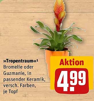 »Tropentraum«1 Bromelie oder Guzmanie, in passender Keramik, versch. Farben, je Topf