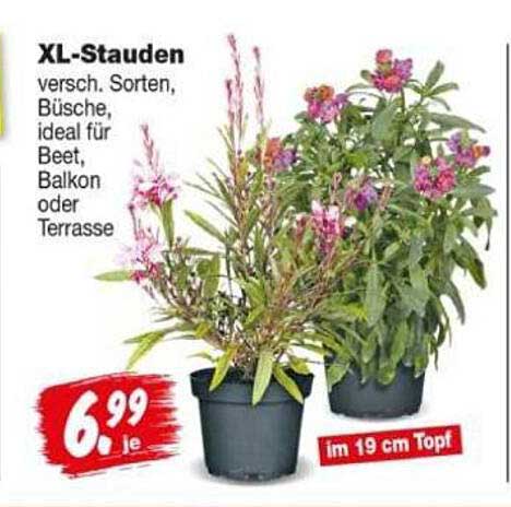 XL-Stauden versch. Sorten, Büsche, ideal für Beet, Balkon oder Terrasse im 19 cm Topf