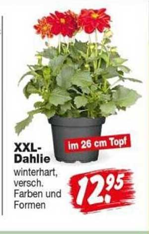 XXL-Dahlie winterhart, versch. Farben und Formen
