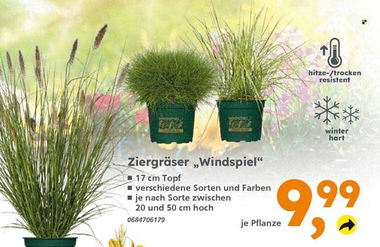 Ziergräser „Windspiel“