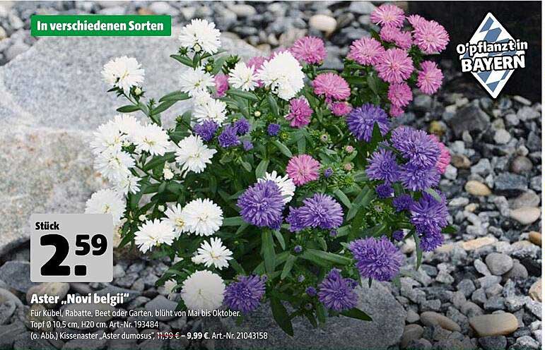 Aster „Novi belgii“ – Blumenpracht für Ihren Garten
