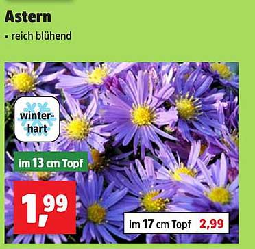 Astern - reich blühend im Topf