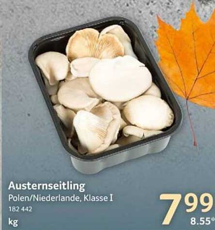 Austernseitlinge Klasse I - Frisch aus Polen/Niederlande