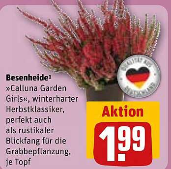 Besenheide »Calluna Garden Girls«, winterharter Herbstklassiker