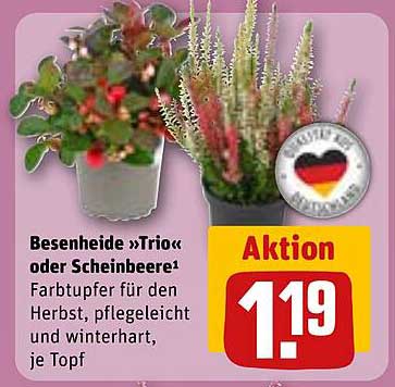 Besenheide »Trio« oder Scheinbeere - Farbe für den Herbst