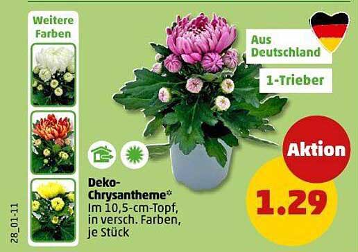 Deko-Chrysantheme im 10,5-cm-Topf, verschiedene Farben, je Stück