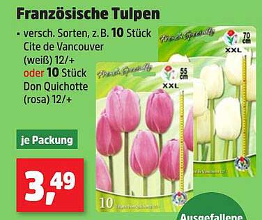 Französische Tulpen - 10 Stück Cité de Vancouver oder Don Quichotte