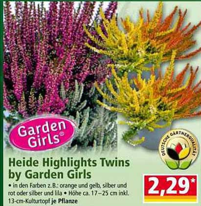 Heide Highlights Twins by Garden Girls