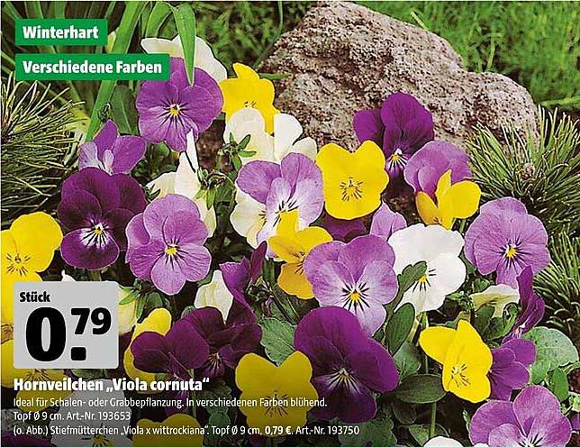 Hornveilchen "Viola cornuta" - Winterhart in verschiedenen Farben