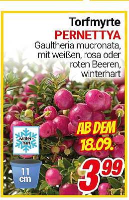 Torfmyrte PERNETTYA - Gaultheria mucronata, mit weißen, rosa oder roten Beeren, winterhart