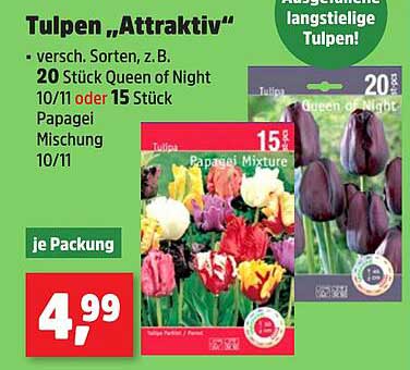 Tulpen „Attraktiv“ – Verschiedene Sorten für Ihren Garten
