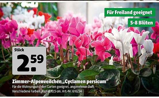 Zimmer-Alpenveilchen „Cyclamen persicum“