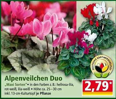 Alpenveilchen Duo – Maxi Sorten