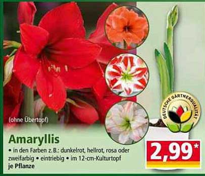 Amaryllis in verschiedenen Farben – je Pflanze nur 2,99*